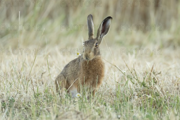 European brown hare (Lepus europaeus) adult animal eating grass in a farmland field in summer, England, United Kingdom