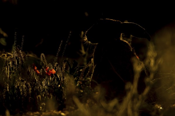 European brown hare (Lepus europaeus) adult animal backlit in a farmland field in summer, England, United Kingdom
