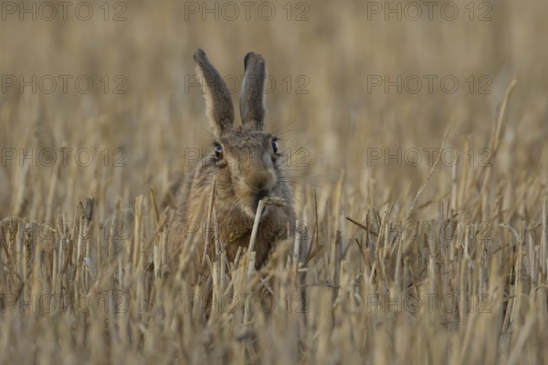 European brown hare (Lepus europaeus) adult animal feeding on a wheat sheath in a farmland stubble field in summer, England, United Kingdom