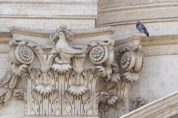Feral dove (Columba livia) adult bird on a building with a peace dove bird sculture in the city of Rome, Italy