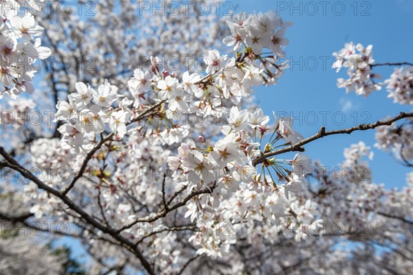 Cherry tree blossoms in spring, Yoyogi Park, Hanami Festival, Shibuya Ward, Shibuya District, Tokyo, Japan