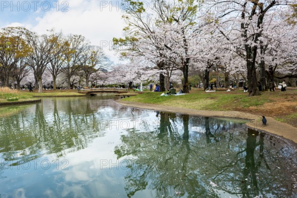 Reflection in a pond, cherry trees blooming in spring, Yoyogi Park, Hanami Festival, Shibuya Ward, Shibuya District, Tokyo, Japan
