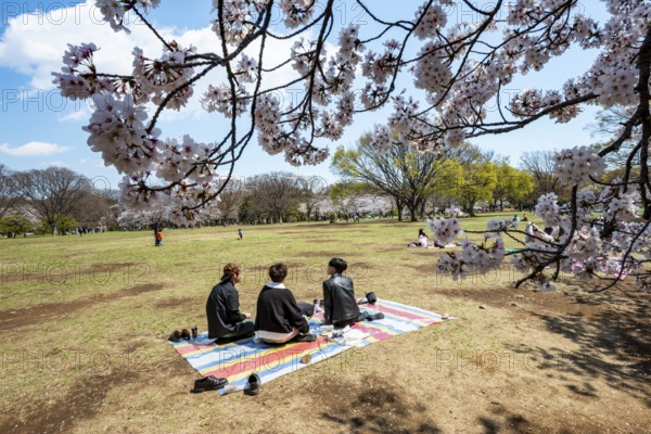 People picnicking under cherry blossoms in Yoyogi Park, Hanami Festival, Shibuya District, Tokyo, Japan