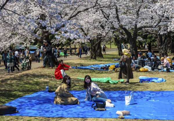 Japanese people picnicking under cherry blossoms in Yoyogi Park, Hanami Festival, Shibuya District, Tokyo, Japan