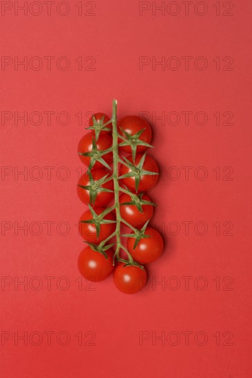Tomatoes, tomato vine on red background
