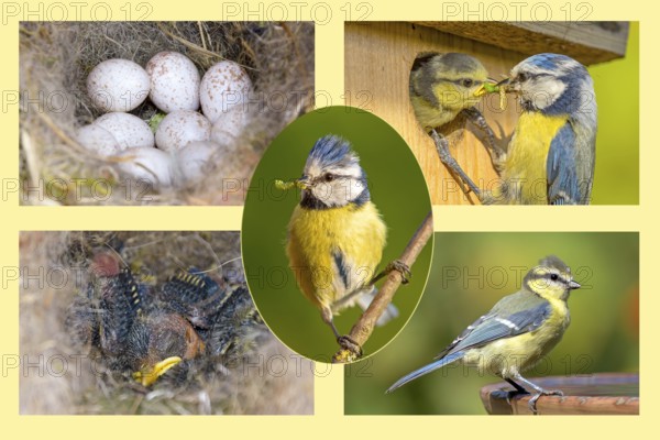 Blue tit (Cyanistes caeruleus), eggs, young bird, nesting box, adult bird feeding, Germany