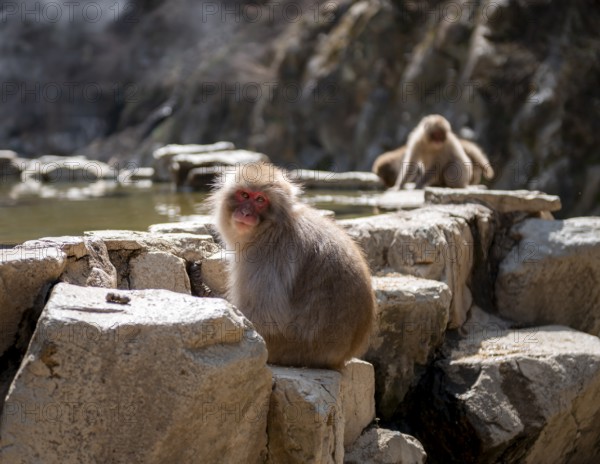 Japanese macaque (Macaca fuscata) sitting on rocks near water, Yamanouchi, Nagano Prefecture, Honshu Island, Japan