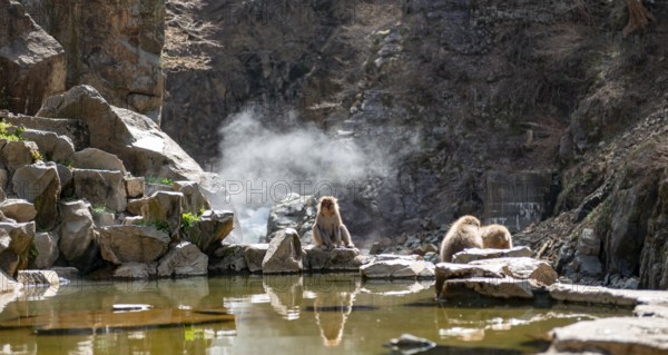 Japanese macaques (Macaca fuscata) sitting on rocks near water, Yamanouchi, Nagano Prefecture, Honshu Island, Japan