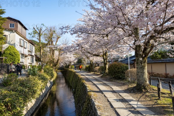 Footpath along a canal, cherry blossoms in spring, Philosopher's Path or Tetsugaku no michi, Kyoto, Japan