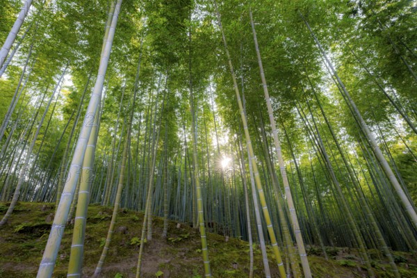 Towering bamboo stems in Arashiyama bamboo forest, with sun star, Kyoto, Japan