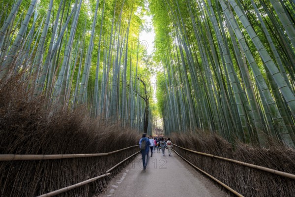 Visitors on their way through bamboo forest, long exposure, towering bamboo stems in Arashiyama bamboo forest, Kyoto, Japan