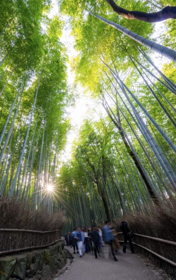 Visitors on their way through bamboo forest, long exposure, towering bamboo stems in Arashiyama bamboo forest, with sun star, Kyoto, Japan