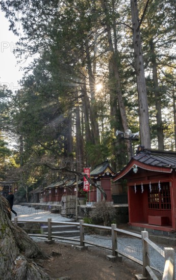 Sun shining through cedar forest, Shinto Shrine, Kitaguchi-hongu Fuji Sengen Shrine, Shinto shrine in the forest, Fujiyoshida, Yamanashi Prefecture, Japan