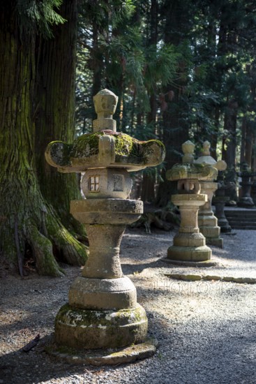 Toro stone lanterns on cedar alley, Kitaguchi-hongu Fuji Sengen Shrine, Shinto Shrine, Fujiyoshida, Yamanashi Prefecture, Japan