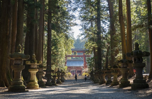 Cedar Alley and Toro Stone Lanterns with a View of Grand Torii Gate, Kitaguchi-hongu Fuji Sengen Shrine, Shinto Shrine, Fujiyoshida, Yamanashi Prefecture, Japan