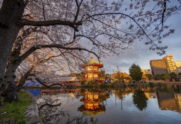 Shinobazunoike Bentendo temple reflected in lake at sunset, Shinobazu pond, lakeside cherry blossom in spring, Hanami festival, Ueno Park, Taito City, Tokyo, Japan