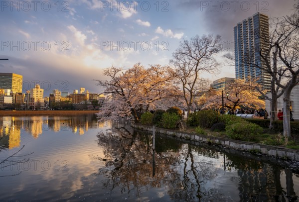 Skyscrapers reflected in lake at sunset, Shinobazu pond, lakeside cherry blossoms in spring, Hanami Festival, Ueno Park, Taito City, Tokyo, Japan