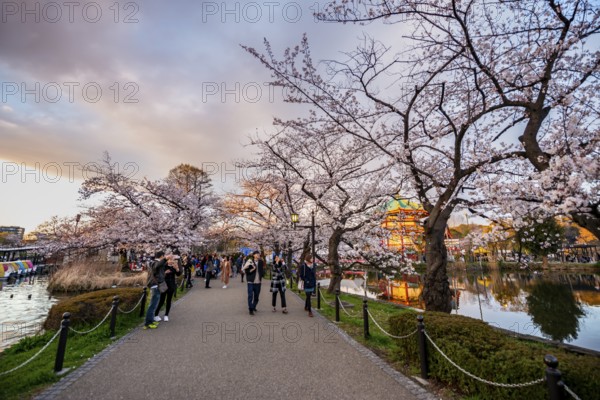 Lakeside path at sunset, Shinobazu Pond, lakeside cherry blossoms in spring, Hanami Festival, Ueno Park, Taito City, Tokyo, Japan