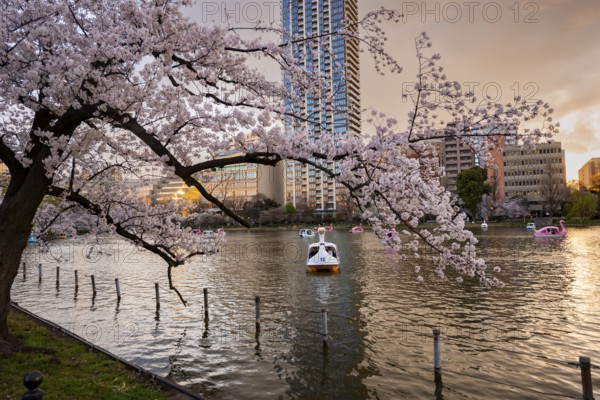 Paddleboats in lake at sunset, Shinobazu pond, lakeside cherry blossoms in spring, Hanami Festival, Ueno Park, Taito City, Tokyo, Japan