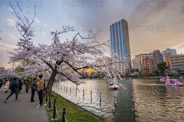 Lakeside visitors and paddleboats in the lake at sunset, Shinobazu Pond, lakeside cherry blossoms in spring, Hanami Festival, Ueno Park, Taito City, Tokyo, Japan