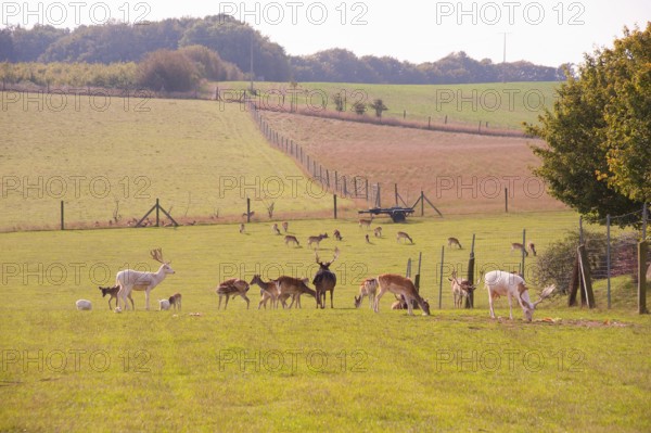 Red deer in an outdoor enclosure, Cape Arkona, Wittow Peninsula, Putgarten, Rügen Island, Mecklenburg-Western Pomerania, Germany