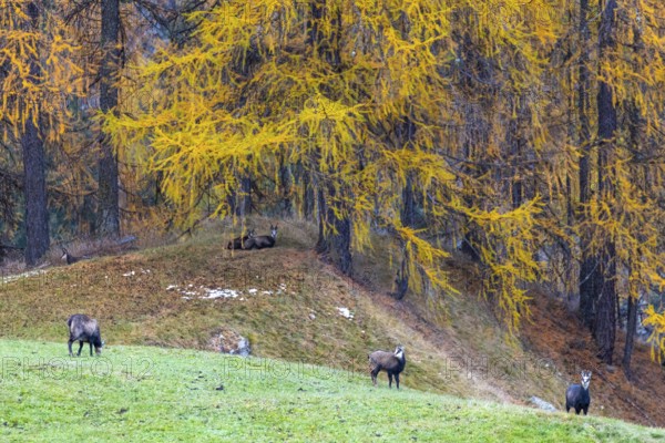 Chamois (Rupicapra rupicapra) in front of yellow larches (Larix), autumn, Zernez, Engadin, Graubünden, Switzerland