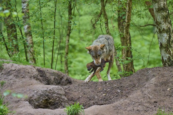 The female wolf carefully carries a puppy through the forest, wolf (Canis lupus), summer, Germany