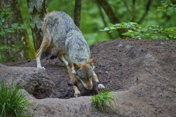 A female wolf carefully carries a puppy through the forest at the Wolfshöhle, wolf (Canis lupus), summer, Germany