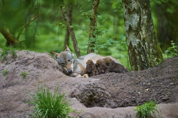 A resting female wolf suckles her puppies in the protective forest, wolf (Canis lupus), summer, Germany