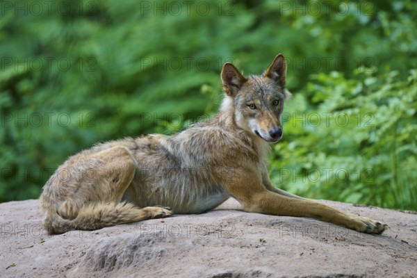 A wolf lying relaxed on sandy soil in the forest, wolf (Canis lupus), summer, Germany