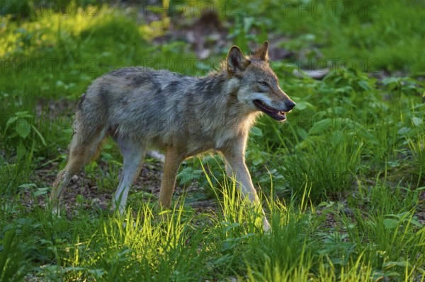 A wolf walks through a light-filled grass area in the forest, wolf (Canis lupus), summer, Germany