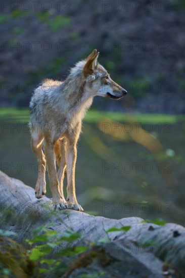 A wolf stands on an illuminated tree trunk in the forest, wolf (Canis lupus), summer, Germany