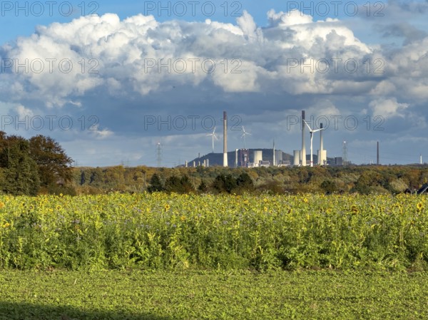 Symboldild with clouds Cumulus calvus for wind energy at the top, Uniper power plant with fossil energy the largest hard coal-fired power plant in Germany, at the bottom in the foreground sunflower symbol for solar energy, North Rhine-Westphalia, Germany