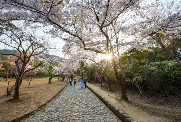 Walkers in a park with blooming cherry trees, sun star, Kameyama Park, Sagakamenoocho, Kyoto, Japan