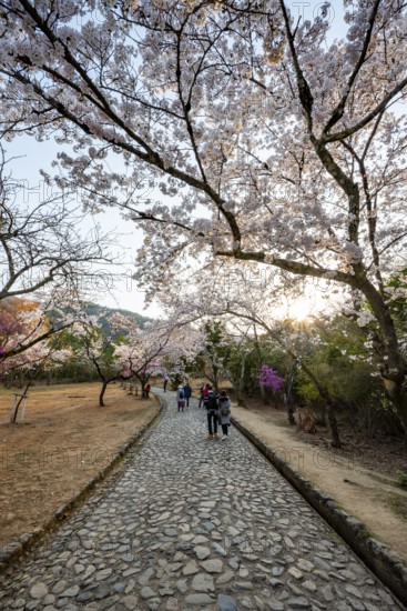 Woman strolling in a park with blooming cherry trees, Kameyama Park, Sagakamenoocho, Kyoto, Japan
