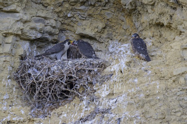Peregrine falcon (Falco peregrinus), Peregrine falcon, feeding young birds in a raven nest in a rocky niche, biosphere area, Swabian Jura, Baden-Württemberg, Germany