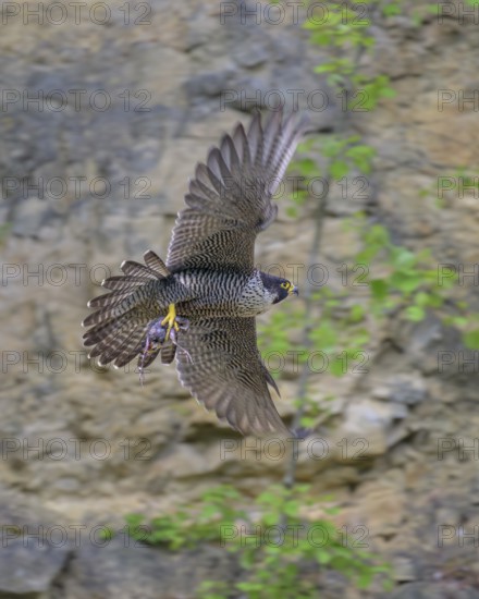 Peregrine falcon (Falco peregrinus), Peregrine falcon, flying with prey on a rock wall, biosphere area, Swabian Jura, Baden-Württemberg, Germany
