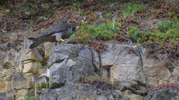 Peregrine falcon (Falco peregrinus), Peregrine falcon, resting on a rock, biosphere area, Swabian Jura, Baden-Württemberg, Germany