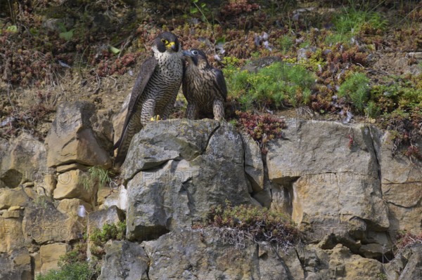 Peregrine falcon (Falco peregrinus), Peregrine falcon, young bird begging for food, biosphere area, Swabian Jura, Baden-Württemberg, Germany