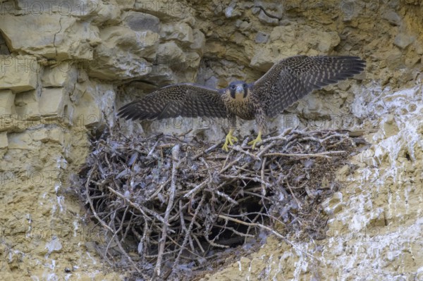 Peregrine falcon (Falco peregrinus), Peregrine falcon, young bird with open wings, biosphere area, Swabian Jura, Baden-Württemberg, Germany