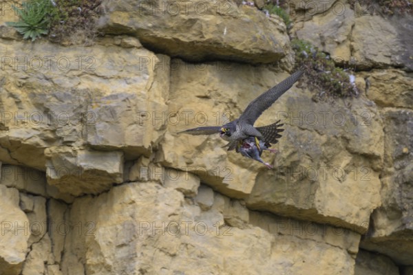 Peregrine falcon (Falco peregrinus), Peregrine falcon, flying with prey on a rock wall, biosphere area, Swabian Jura, Baden-Württemberg, Germany