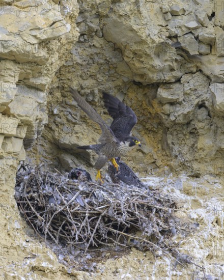 Peregrine falcon (Falco peregrinus), Peregrine falcon, adult bird starting after feeding the young, biosphere area, Swabian Jura, Baden-Württemberg, Germany