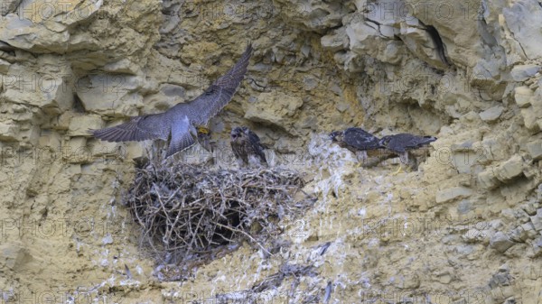 Peregrine falcon (Falco peregrinus), Peregrine falcon, adult bird brings food for its young in a raven nest in a rocky niche, biosphere area, Swabian Jura, Baden-Württemberg, Germany