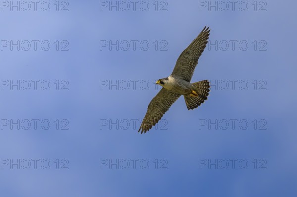Peregrine falcon (Falco peregrinus), Peregrine falcon, fug against a blue sky, biosphere area, Swabian Jura, Baden-Württemberg, Germany