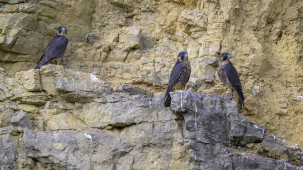 Peregrine falcon (Falco peregrinus), Peregrine falcon, young birds resting in a rock face, biosphere area, Swabian Jura, Baden-Württemberg, Germany