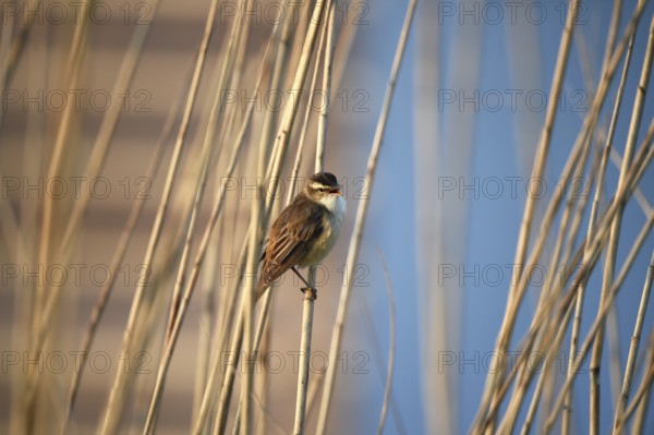 Reed warbler, (Acrocephalus schoenobaenus) singing in reeds, Schleswig-Holstein, Germany