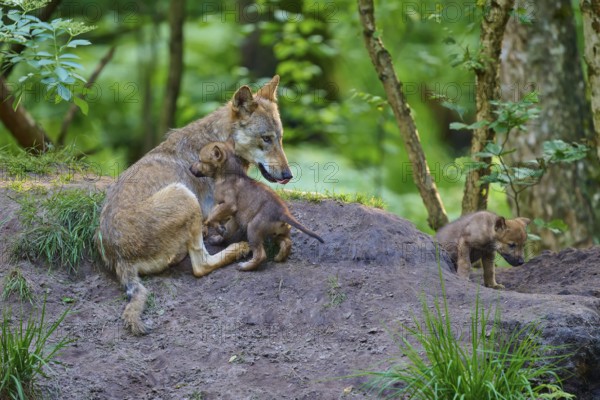 She-wolf with two puppies sitting in the forest showing care, wolf (Canis lupus), summer, Germany