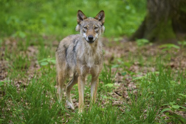 A wolf stands in the forest, looks directly and acts attentively, wolf (Canis lupus), summer, Germany