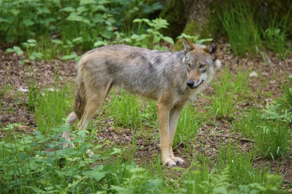 A wolf looks backwards in the green forest, the animal appears alert, wolf (Canis lupus), summer, Germany