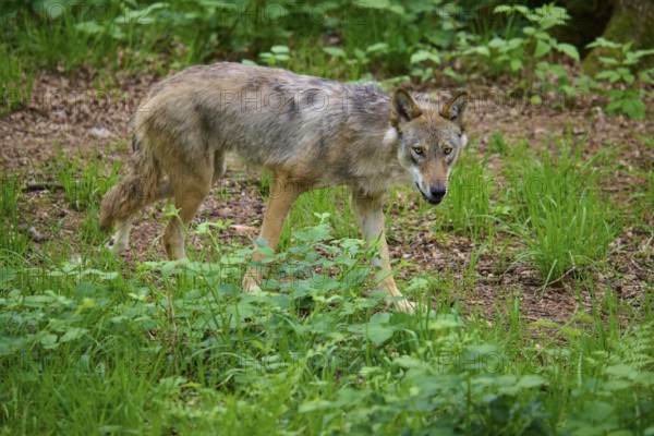 A watchful wolf walks carefully through the green undergrowth in the forest, surrounded by leaves, wolf (Canis lupus), summer, Germany